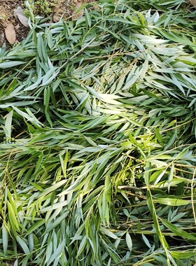 杨柳树叶叶子枯树枝新鲜柳条干花