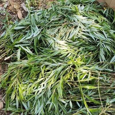杨柳树叶叶子枯树枝新鲜柳条干花