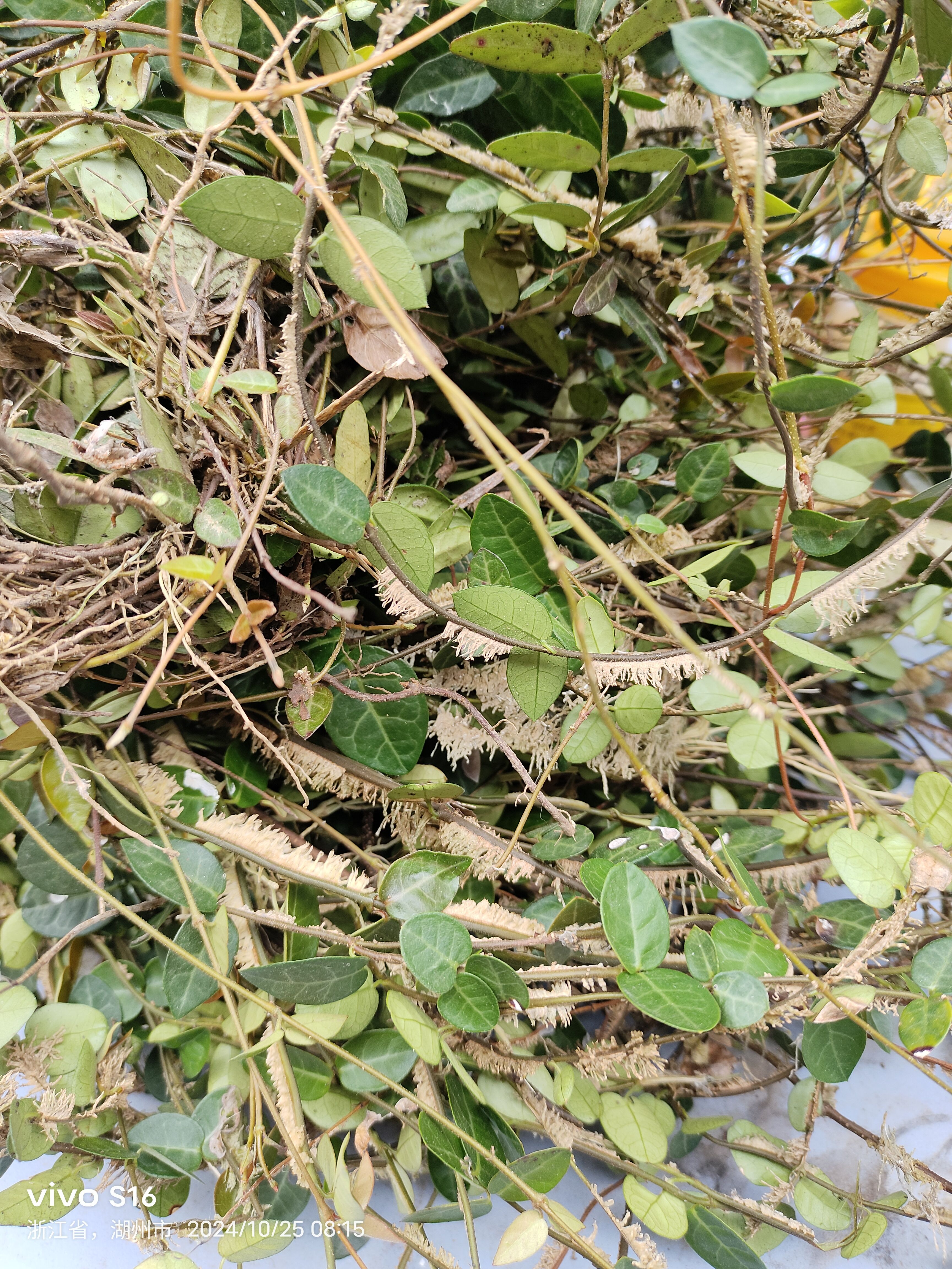 络石藤   25一斤   风车茉莉  开小白花