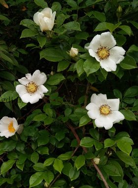 芳香蔷薇花卉易活爬藤