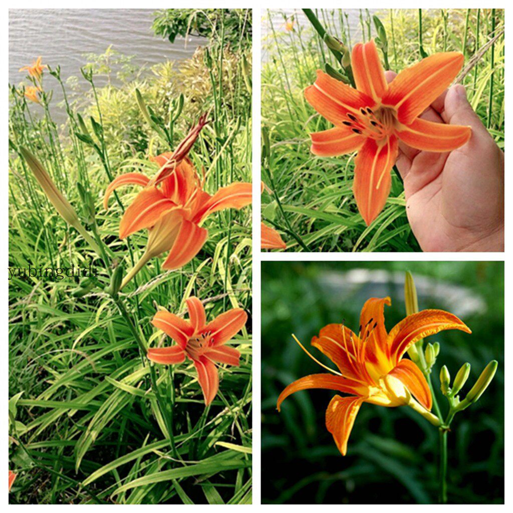 萱草 黄花萱草 鹿葱花 川草花 忘郁花 黄花可以吃 百合科