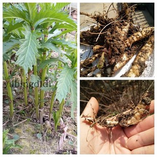 地蚕子家养冬虫夏草地藕冬虫夏草肥大地参庭院新奇植物趣味绿植