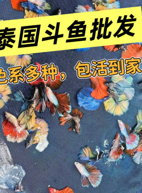 网红斗鱼地摊批发泰国斗鱼半月公婚纱尾好养易活观赏鱼宠物热带鱼