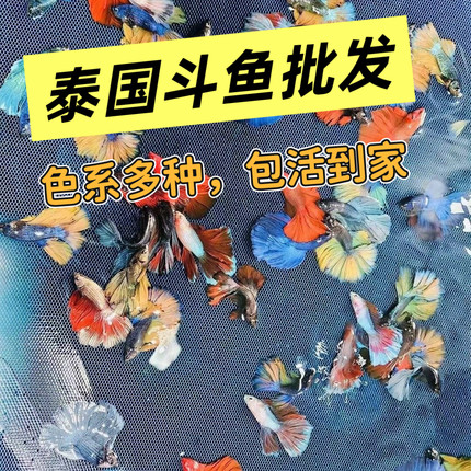 网红斗鱼地摊批发泰国斗鱼半月公婚纱尾好养易活观赏鱼宠物热带鱼