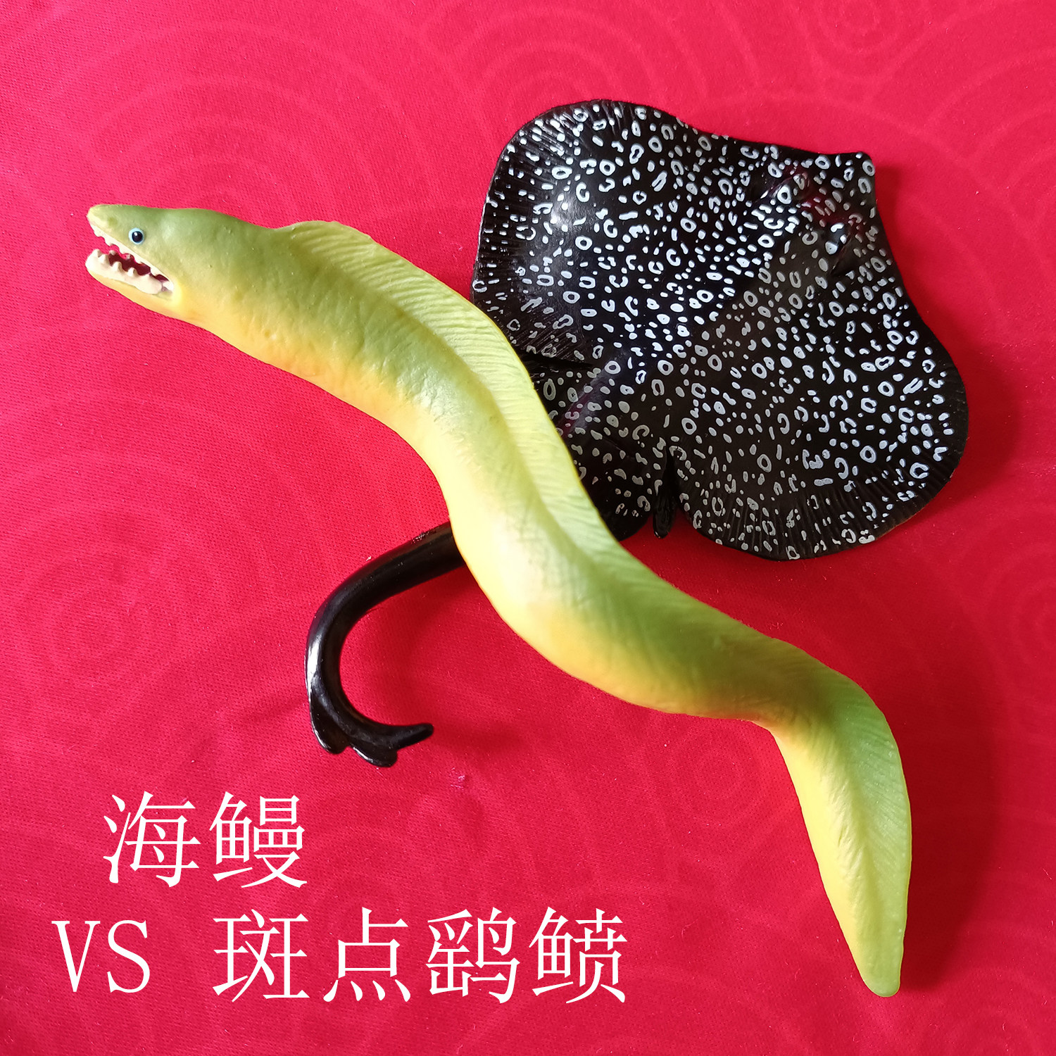 海鳗大战斑点鹞鲼玩具小孩认知海洋动物模型实心硬胶2只套装小号