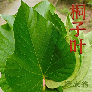 现摘新鲜树叶桐子叶包麦子包谷粑粑野生树叶子食用陕西