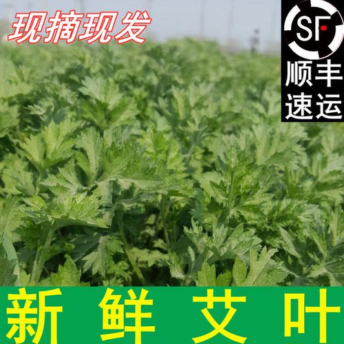 新鲜艾叶艾草青团糍粑清明果嫩