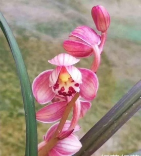 建兰红草红荷小苗兰花浓香绿植小盆栽室内阳台网红草