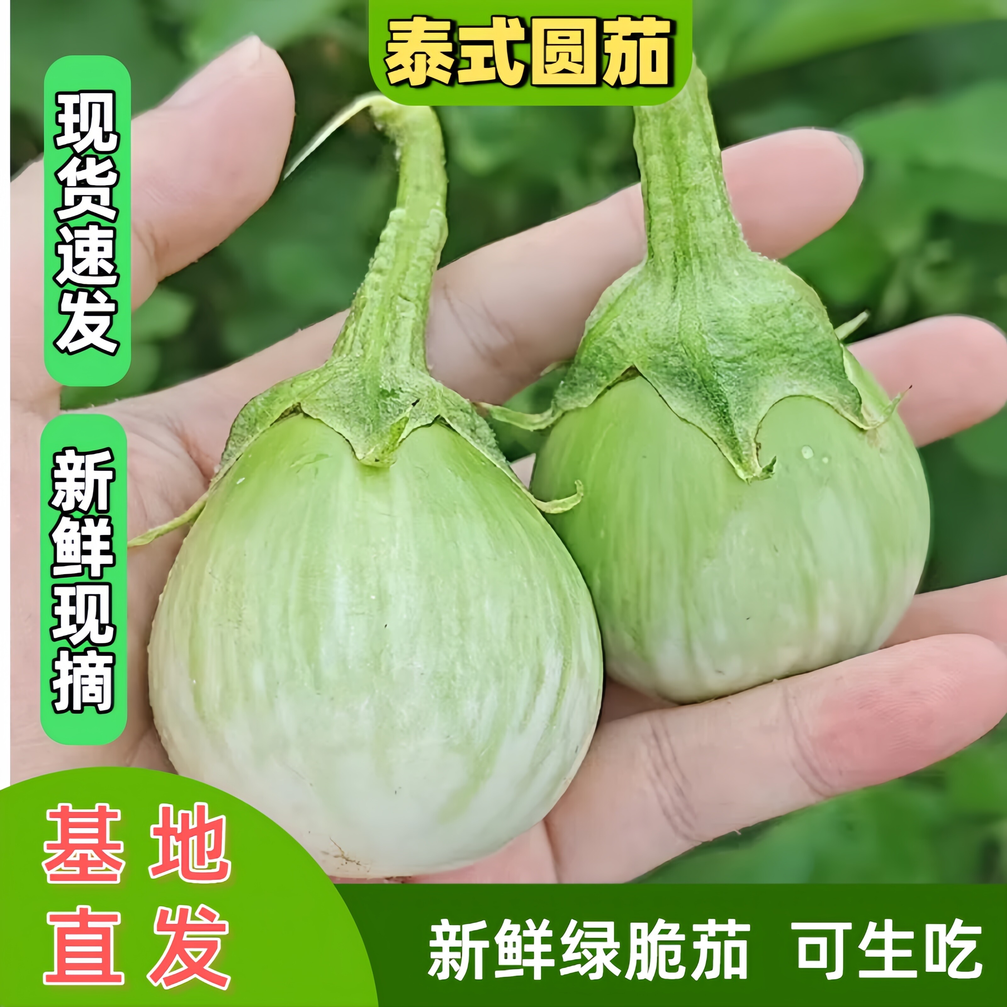 泰料小绿圆茄子可生吃脆茄