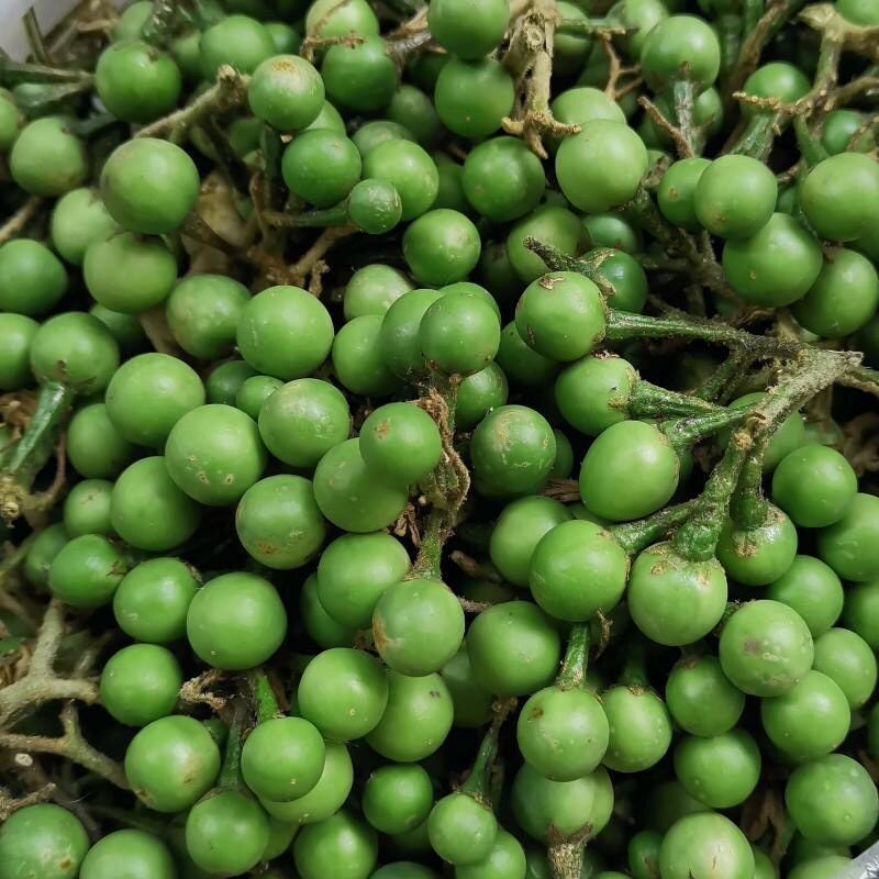云南新鲜茄子特色野菜子果德宏野生特产小苦子苦水泰国蔬菜，撒撇