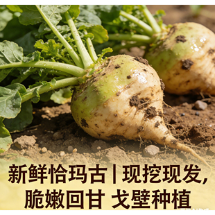 恰玛古新疆柯坪县新鲜蔬菜强碱性食品调节酸碱平衡蔓菁疙瘩特产菜