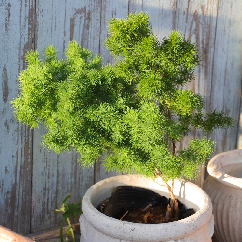 蓬莱松绣球松雪松水松叶松叶天门冬好养常绿观叶盆栽盆景带土发货