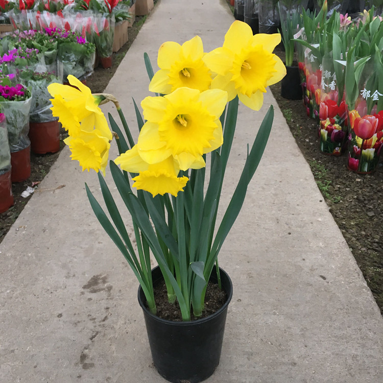 阳台客厅书房花卉春季洋水仙盆栽