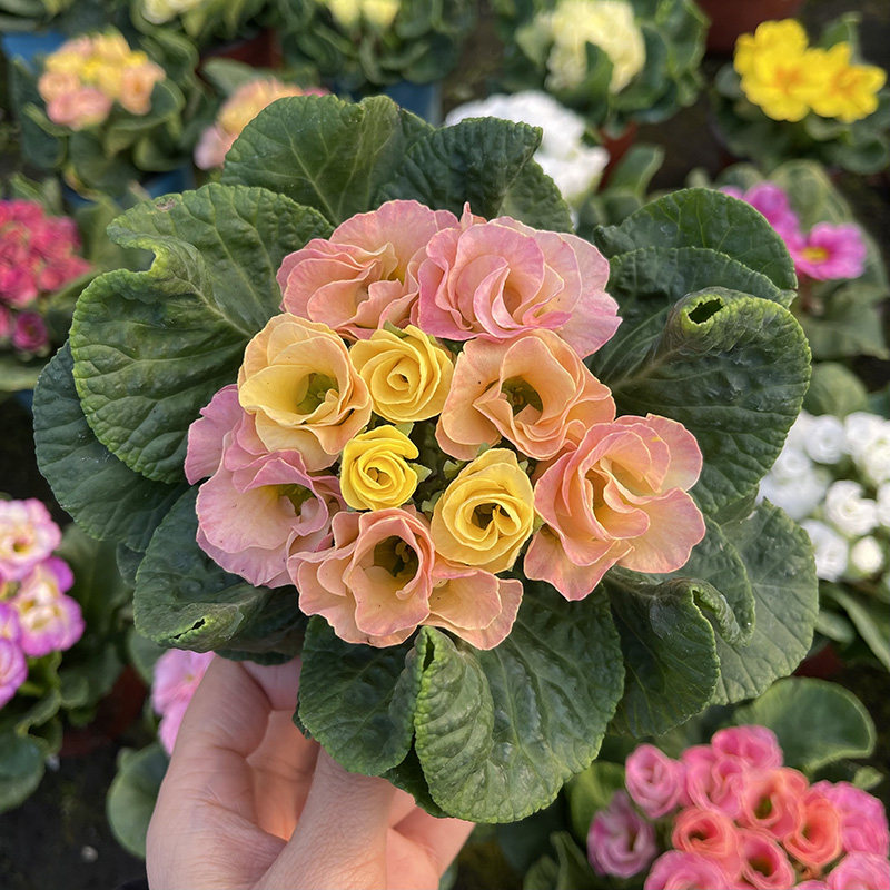 玫瑰报春花欧洲重瓣单瓣报春斑马藕粉糖果圣诞红冬天耐寒花期长