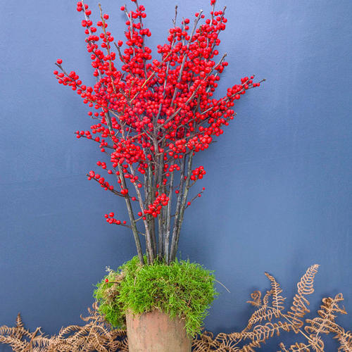 北美冬青挂果长达200天耐热耐寒