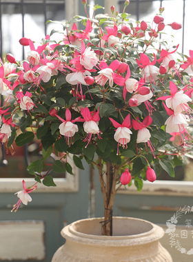 倒挂金钟盆栽带花苞灯笼花花苗吊金钟垂吊阳台庭院四季开花不断