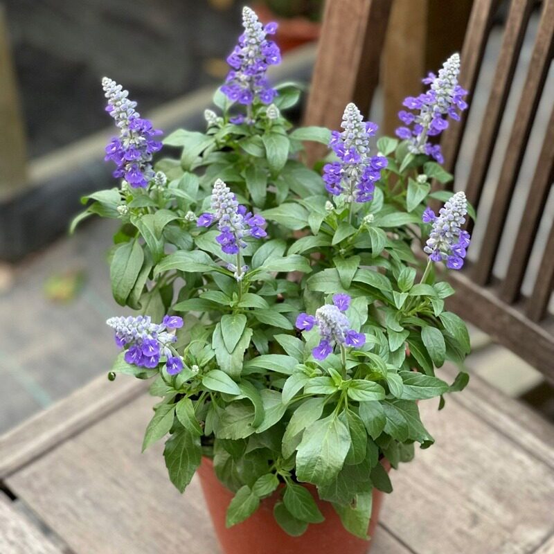 鼠尾草盆栽庭院花园耐寒地栽多年生花卉好养 樱桃深蓝蔚蓝