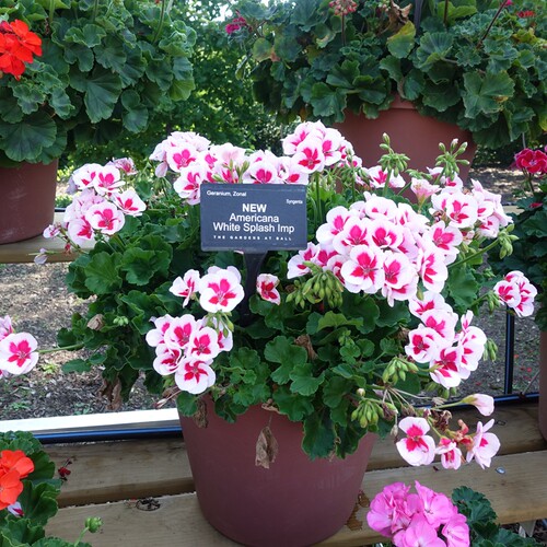 天竺葵盆栽花苗驱蚊重瓣枫叶带花