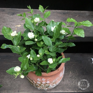 阳台室内珍珠香水茉莉花盆栽双色茉莉清香味植物子花期长带土发货