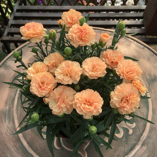 康乃馨盆栽成品带花苞送礼母亲花