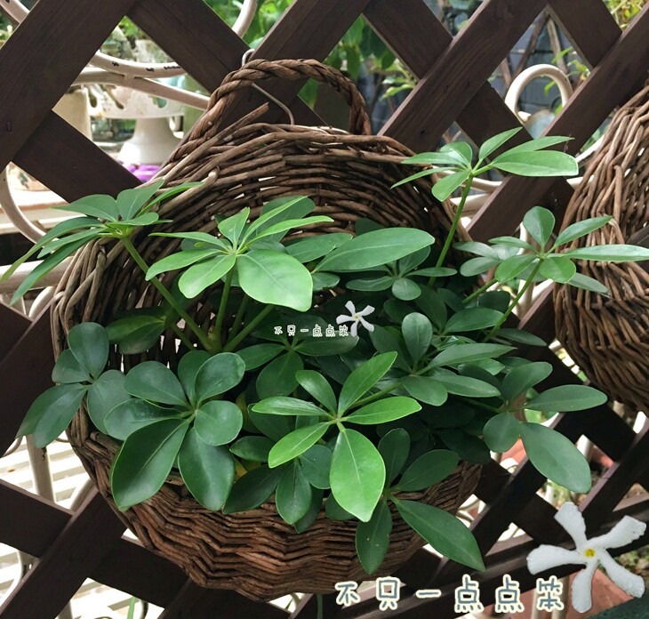 鸭爪木 鸭脚木 小叶伞 水培 盆栽苗带土发 室内耐阴类植物好养活