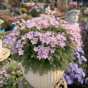 安徽羽叶报春花苗易爆花梦幻植物庭院阳台室外多年生花期长