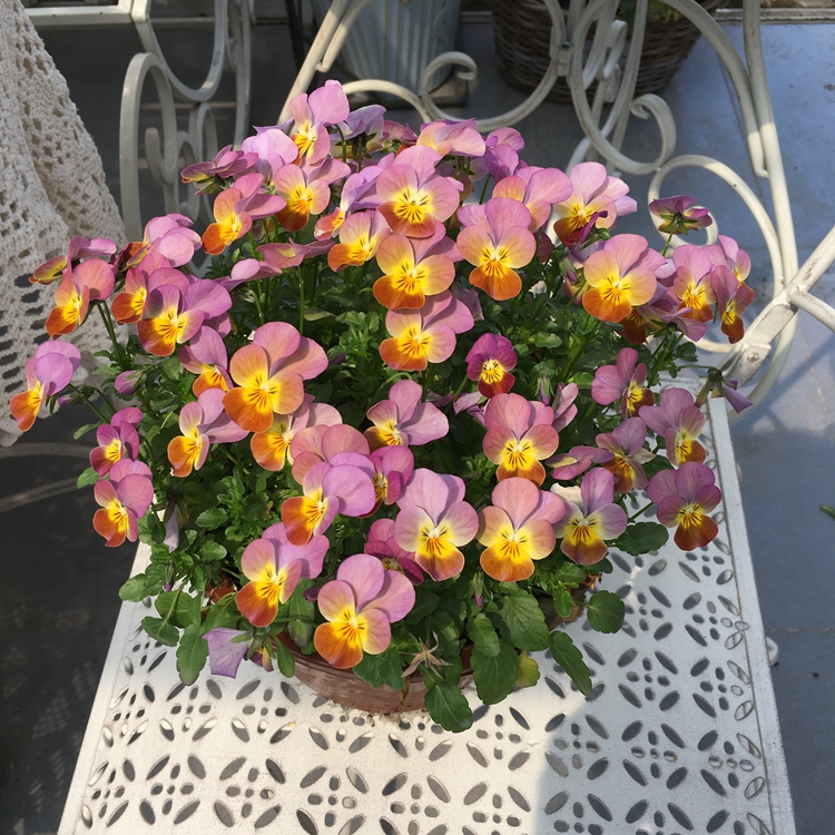 角瑾露天耐寒花期长皮实好养草花