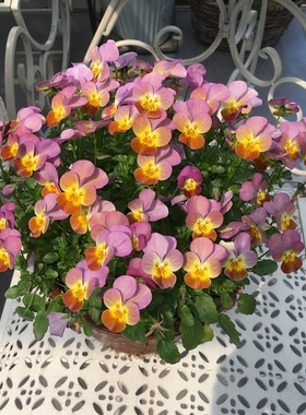 角瑾盆栽 角堇三色堇冬天露天耐寒皮实好养草花地栽垂吊带花发货