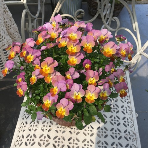 角瑾露天耐寒花期长皮实好养草花