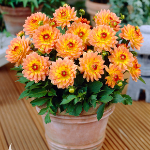 小丽花盆栽小丽菊大丽花天竺牡丹重瓣大花卉阳台庭院花园开花不断