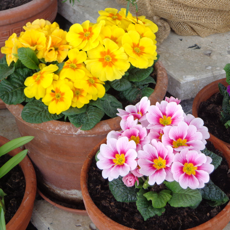 报春花盆栽欧报阳台花园冬季开花