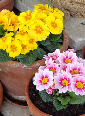 报春花盆栽欧洲玫瑰报春露天阳台花园喜阳耐寒花卉皮实好养冬季开