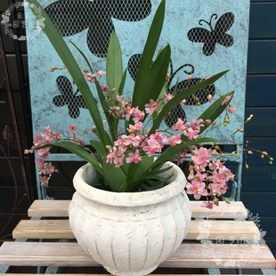 跳舞兰春石斛兰罗曼香梦香文心兰玉女兜兰小香兰花期长清香室内花