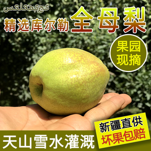 【精品全母梨】新疆库尔勒香梨新鲜当季水果现摘梨子带箱10斤