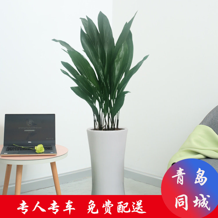 办公室内一叶兰盆栽新房客厅吸除大型绿植/成品组合盆