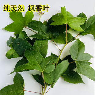 天然野生新鲜枫香叶三角枫叶乌黑米饭传统染料枫树叶子糯米染色