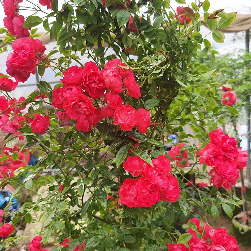 红色木香花爬藤植物四季蔷薇花苗庭院花卉盆栽黄白色空气美观