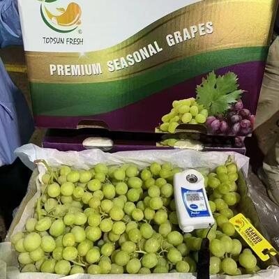 澳洲甜地球青提无籽甜地球提子