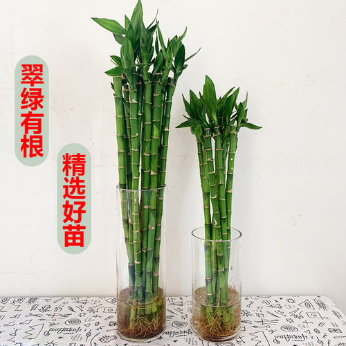 开运竹水培植物盆栽室内带根