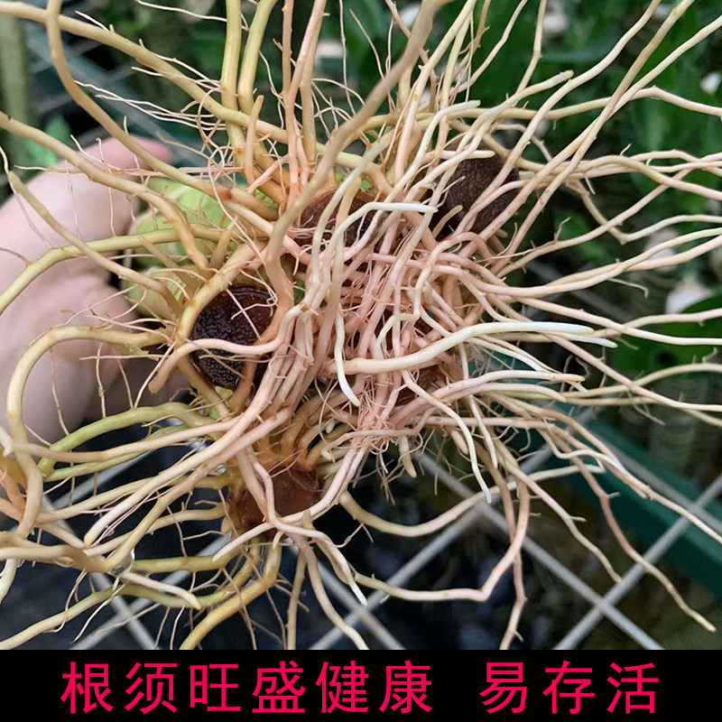 小盆栽水养节节高带根观音竹富贵龙竹平安开运发财竹除甲醛小盆