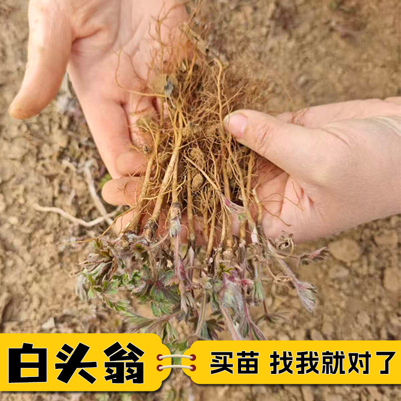 白头翁花苗盆栽中药材种子整颗带根老姑草观赏花卉庭院阳台种植