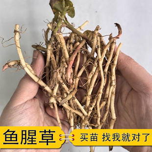鱼腥草盆栽折耳根种苗四季种植阳台露台花卉食用鱼腥草折耳根