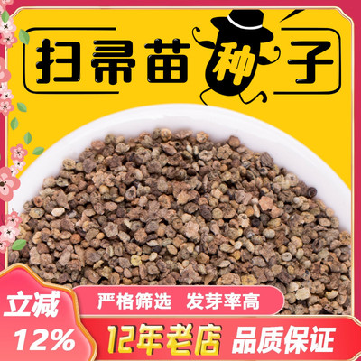 扫帚菜扫帚苗种子绿叶地肤草种子四季野菜蔬菜种孑庭院室外包邮