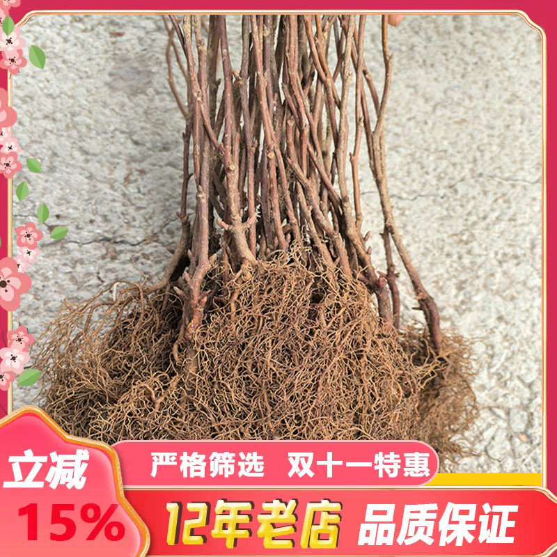 五味子树苗新鲜中药材北五味子树苗北方果树药用名贵中药材苗基地