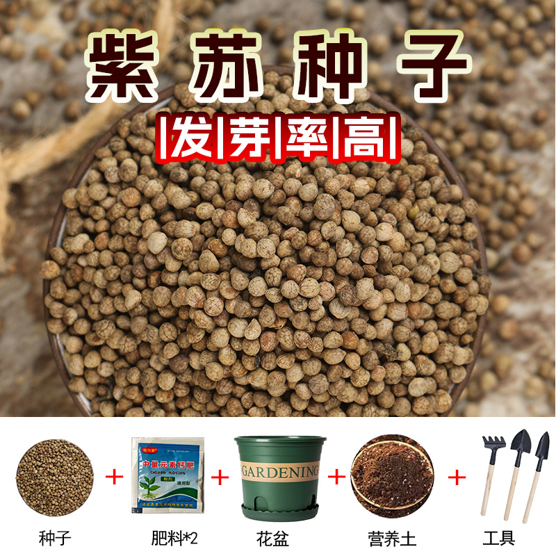 紫苏子紫苏种子紫苏叶种籽盆栽可食用种植苗四季籽种蔬菜孑苏子叶