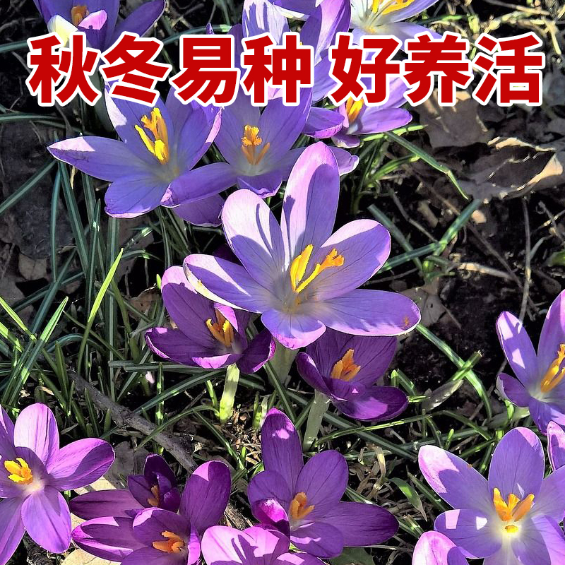 药用藏红花种球中药材藏红花苗子番红花种子西红花泡水喝花卉盆栽