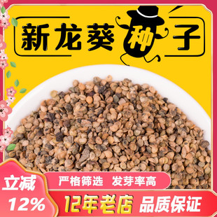 农家野生龙葵种子小燕悠黑悠悠特色水果种春夏秋四季盆栽蔬菜种子