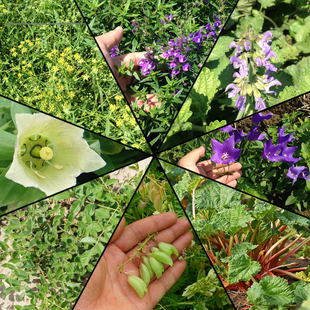 药材种子药材抗旱植物抗旱寒植物抗旱地种植苗盆栽黄芪党参