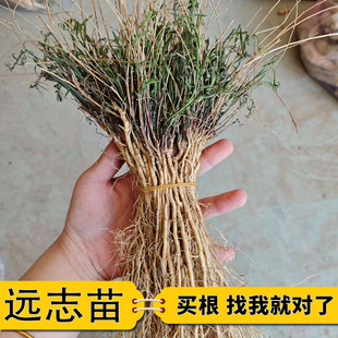 远志中药材苗现挖远志根苗带苗基地直发全种苗泽兰苗秦艽苗板蓝根