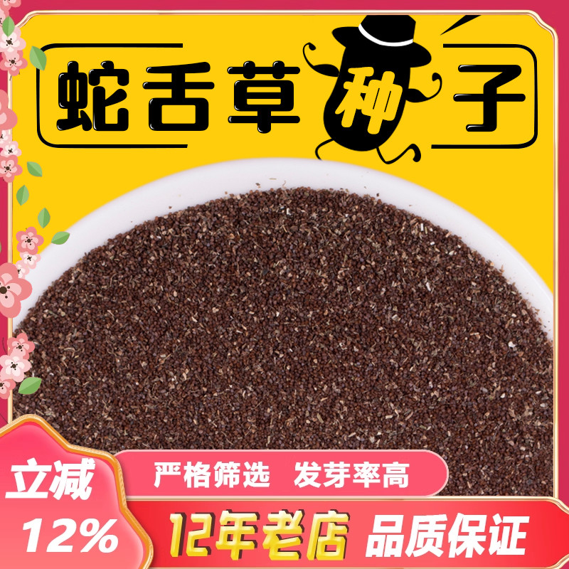 2024年新品白花蛇舌草种子药材百花蛇舌草种籽阳台盆栽四季播包邮